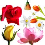高清花卉