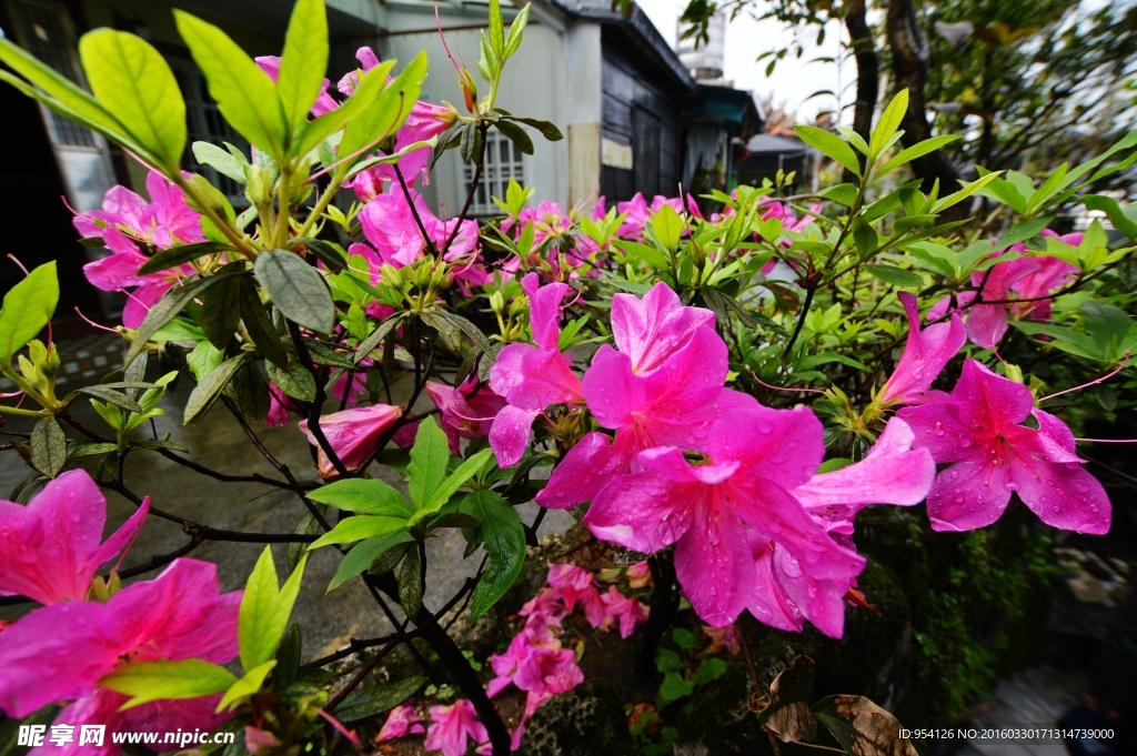 杜鹃