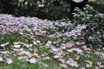 雏菊