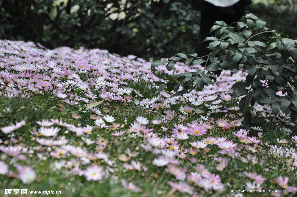 雏菊