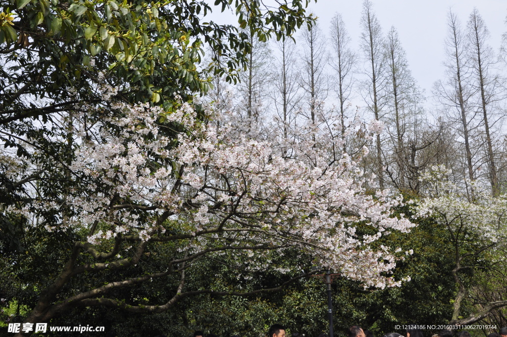 樱花