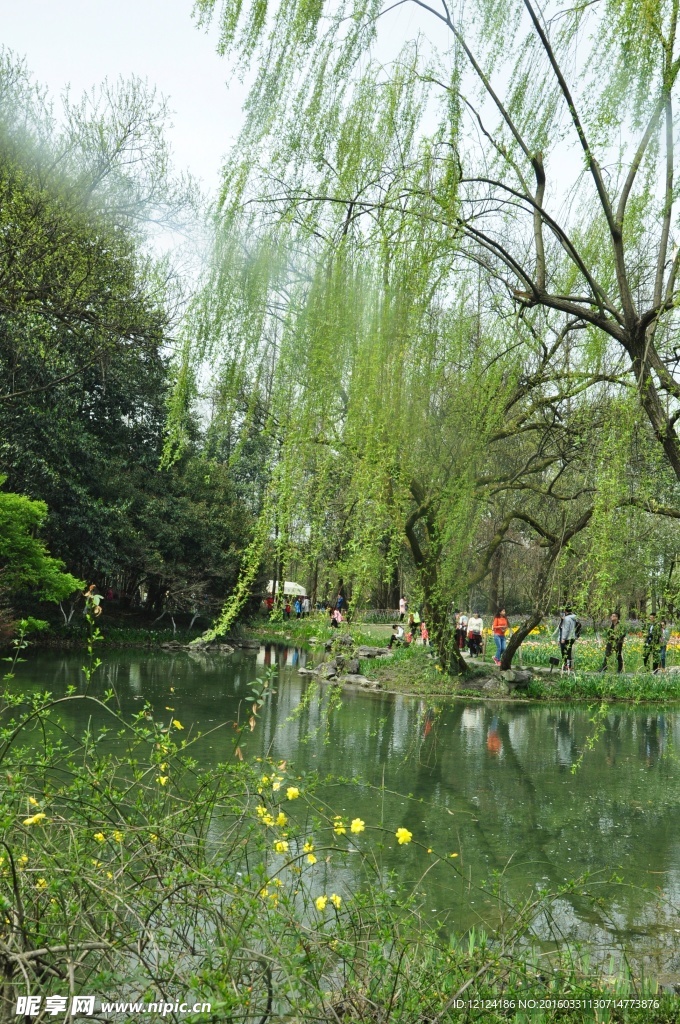 湖面 柳树