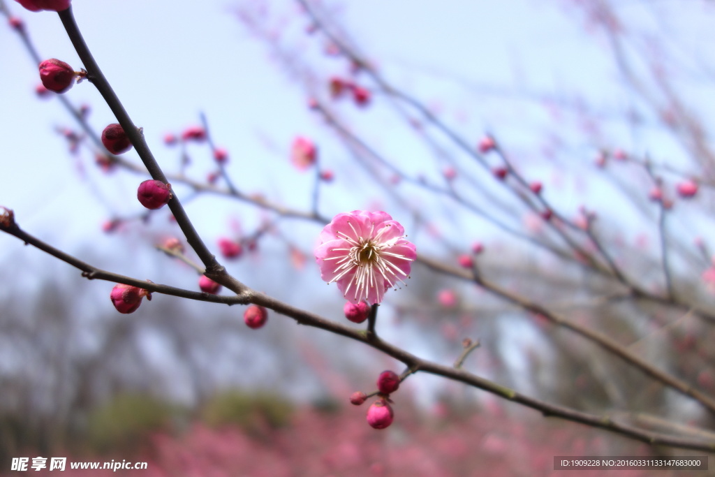 梅花