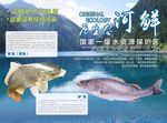 鱼鲜海报设计