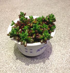 虹之玉