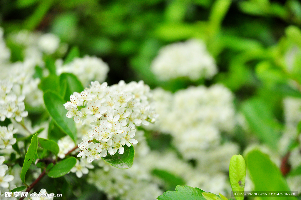 小白花