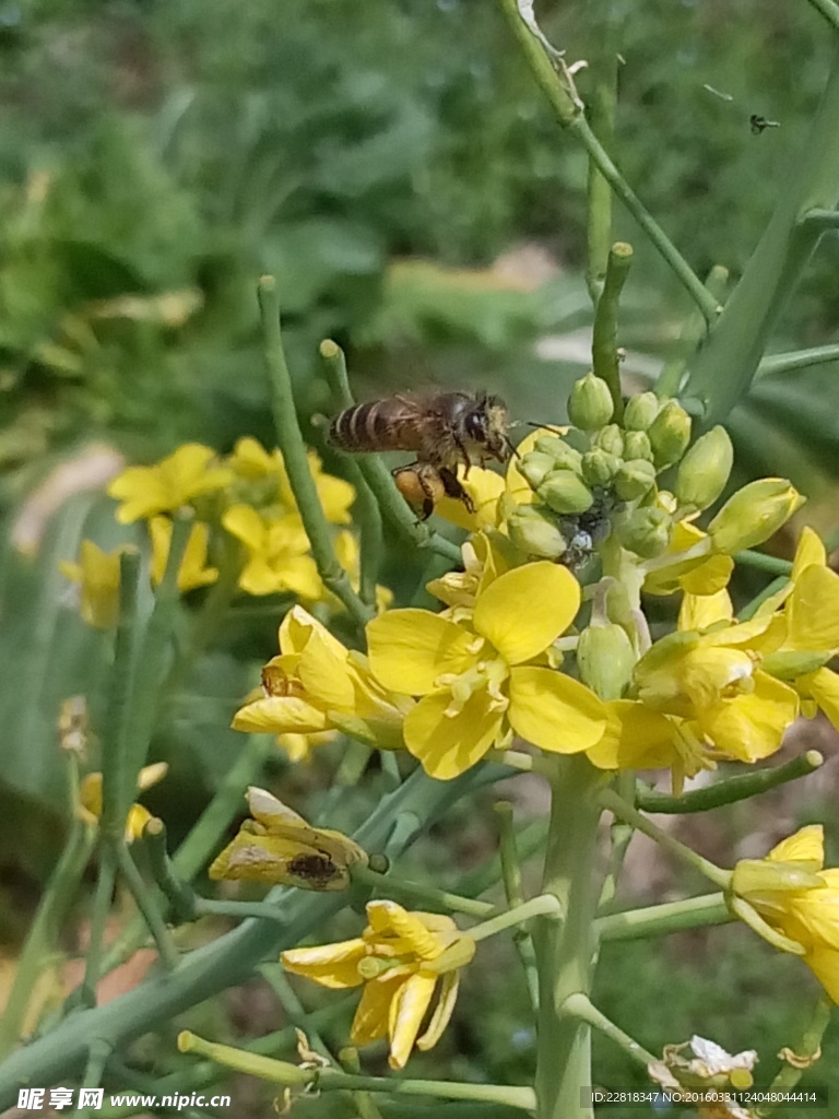 油菜花