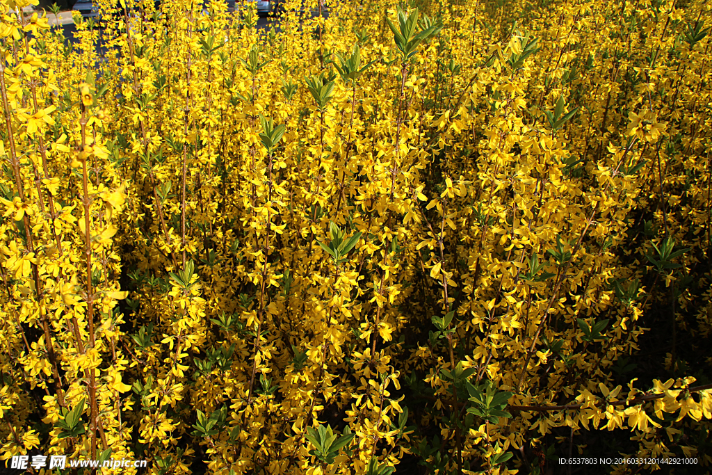 西安浐灞湿地公园黄花
