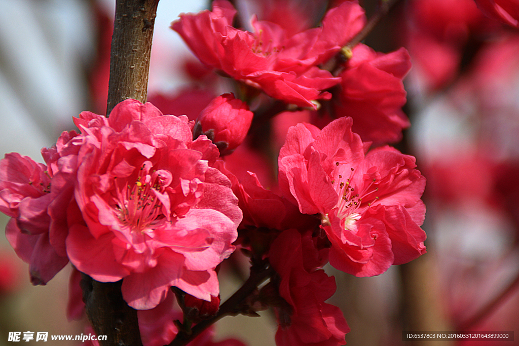 西安浐灞湿地公园桃花