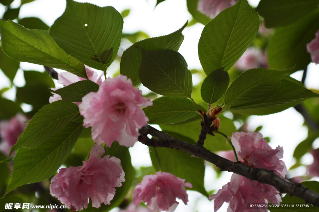 樱花