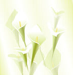 百合