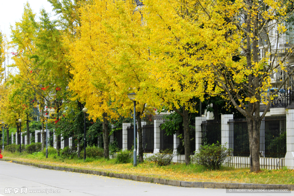 路边银杏树