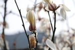 辛夷花