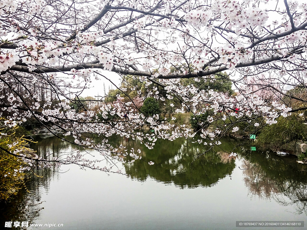 樱花