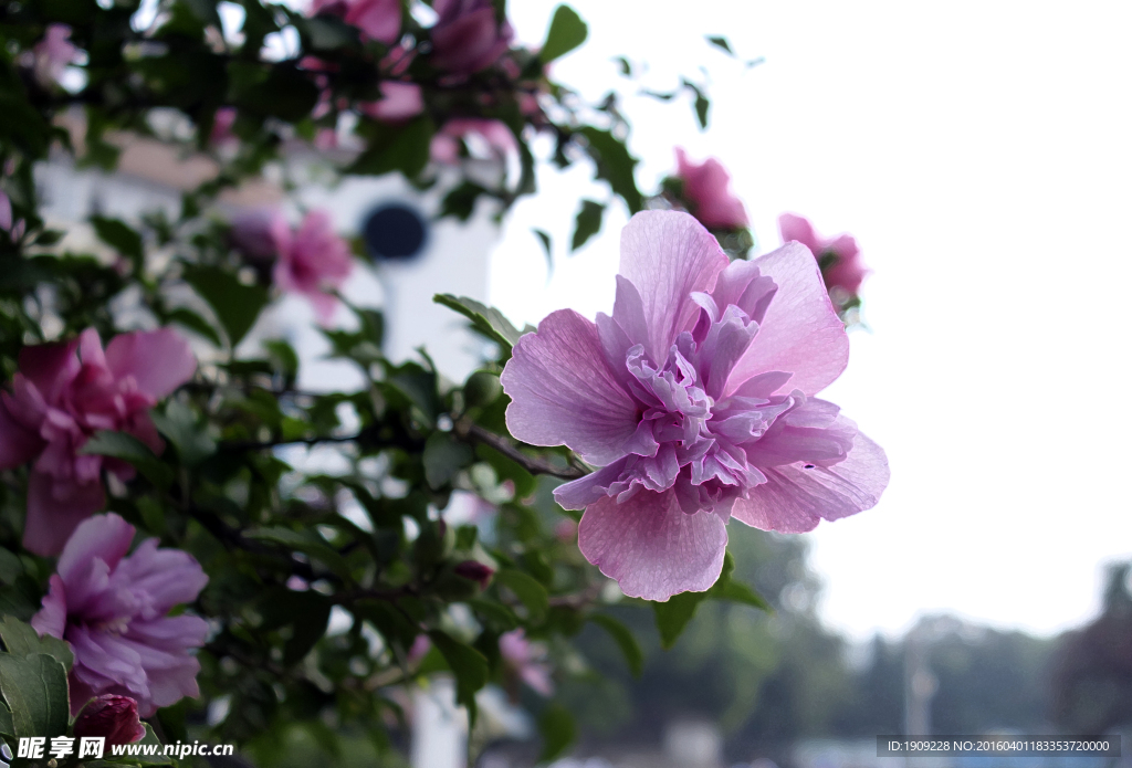 小红花