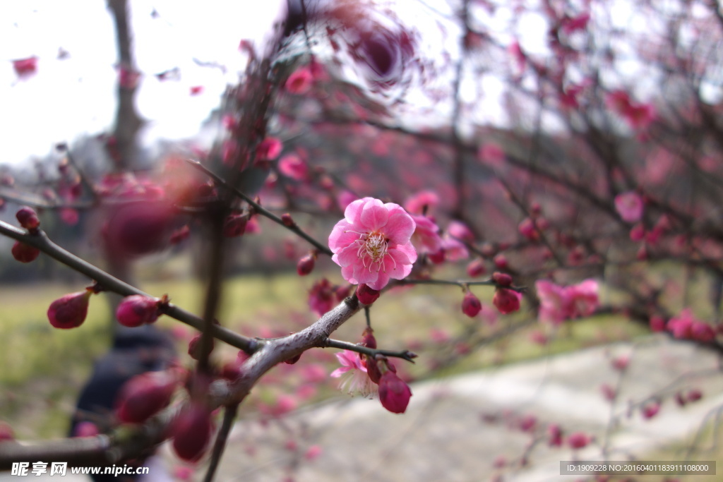 梅花 红梅