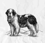 圣伯纳犬