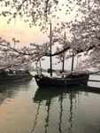 樱花景