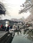 桥畔樱花
