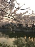 长春花漪