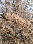 一束樱花