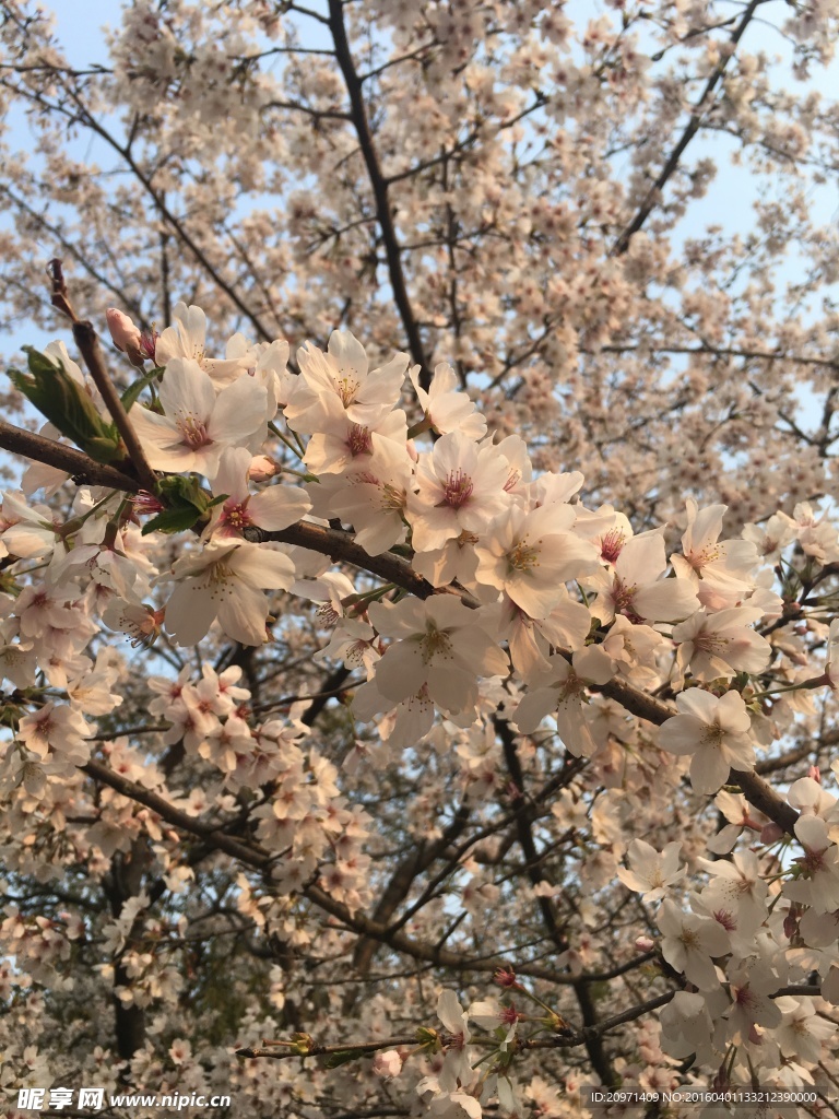 一束樱花