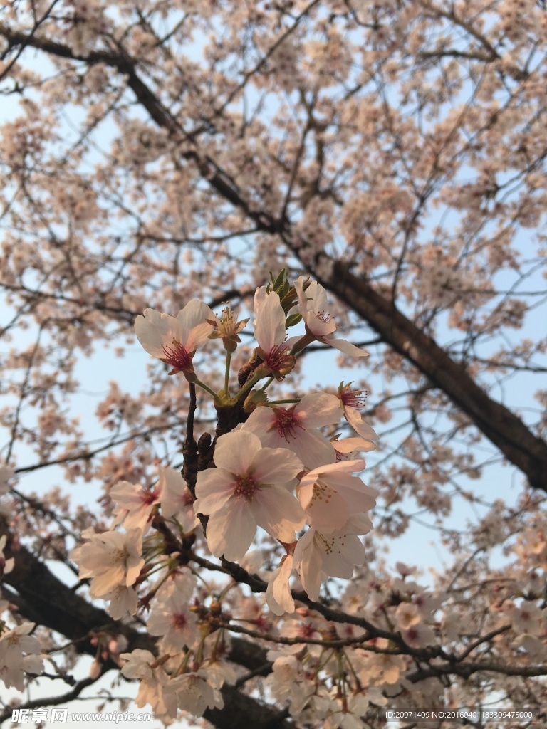 樱花