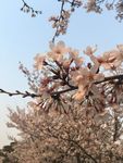 粉色樱花