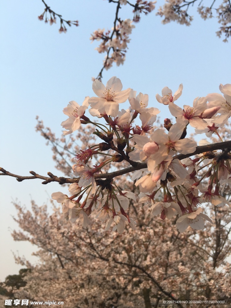 粉色樱花