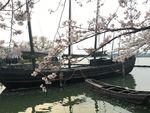樱花美景