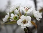 梨花