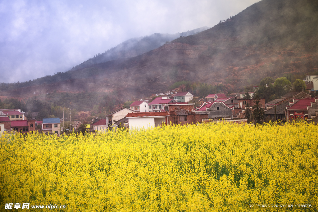 乡村 春天 油菜花