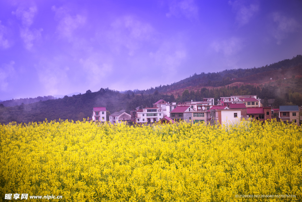 乡村 春天 油菜花