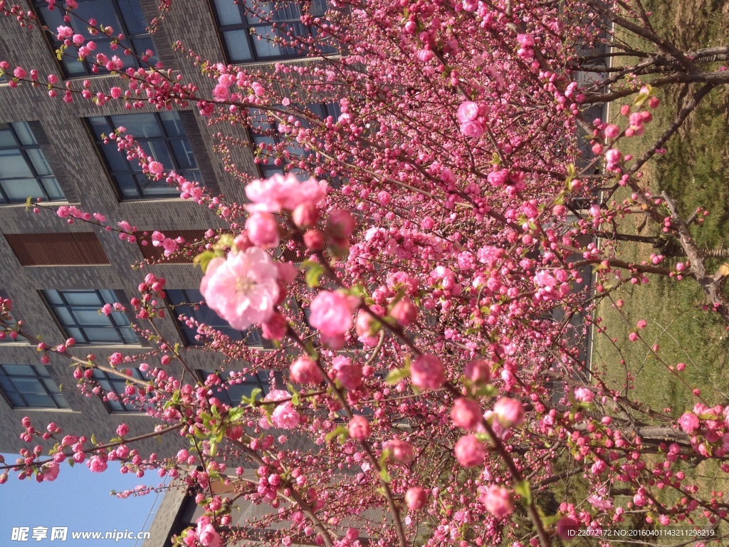 观赏桃花