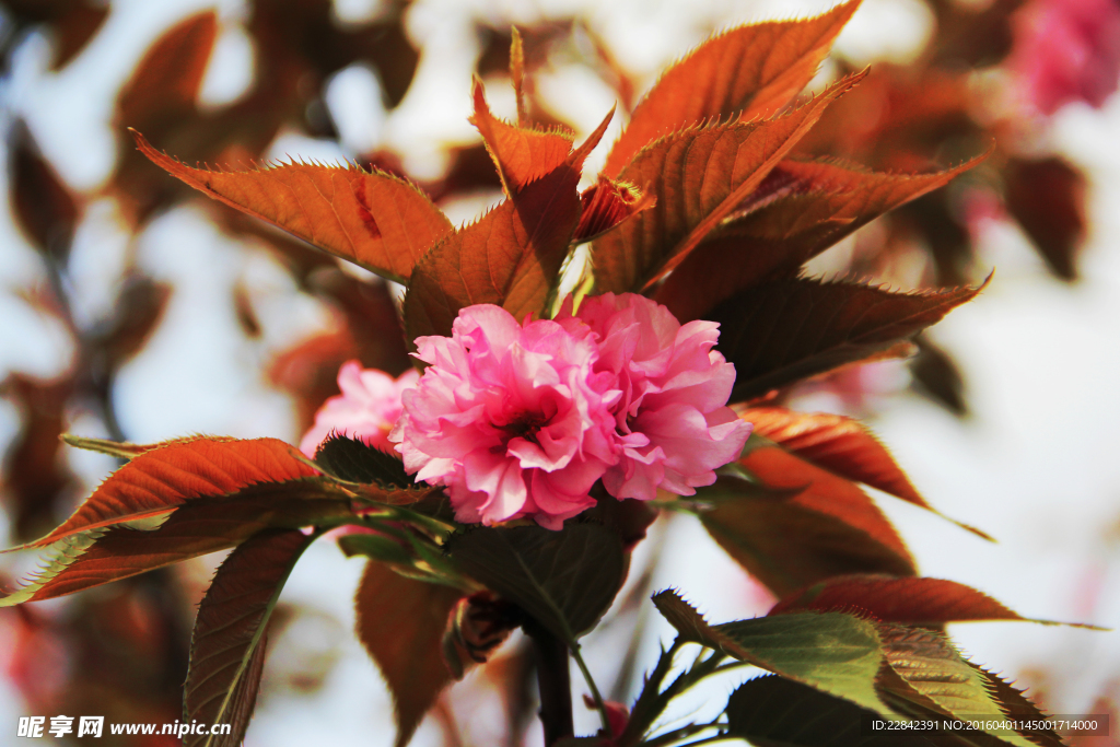 樱花