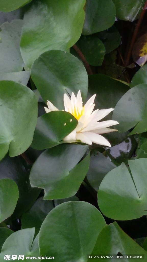 睡莲