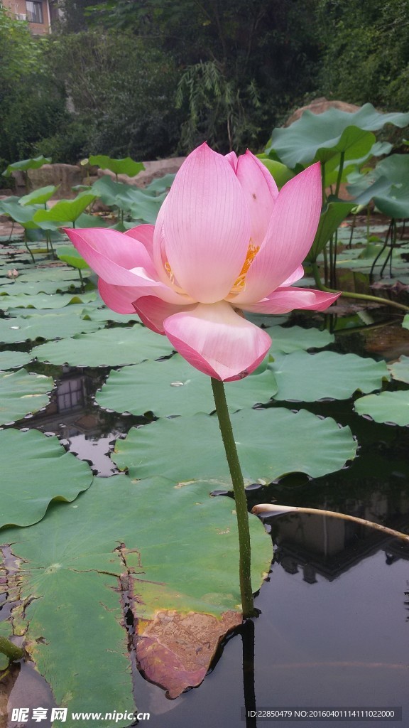 荷花