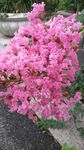 丁香花