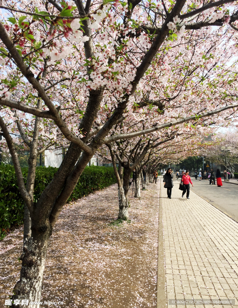 同济樱花大道