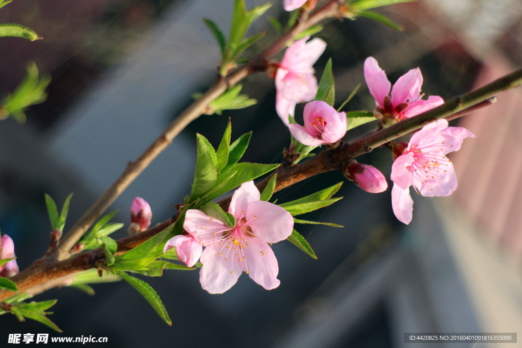 桃花