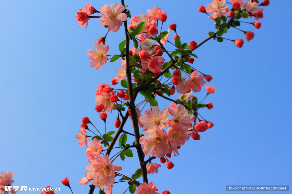 粉红花