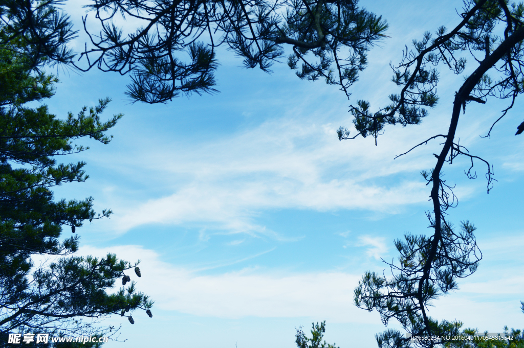 蓝色天空  树