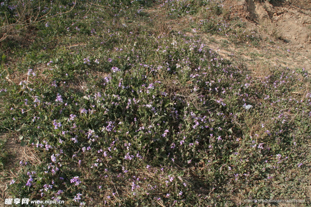 野草野花