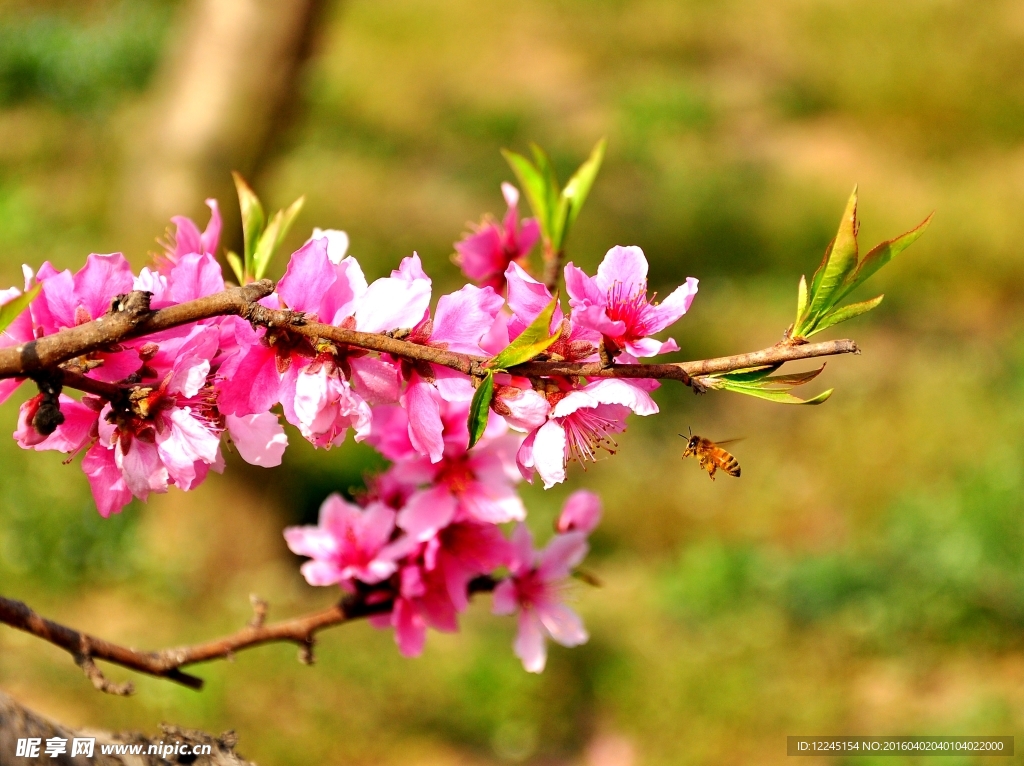 桃花