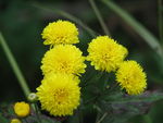 野菊花