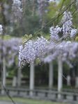 紫藤萝