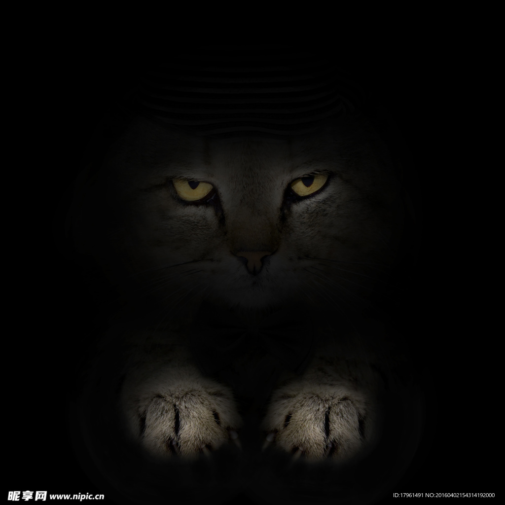 可爱小猫
