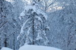 雪乡