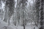 雪乡