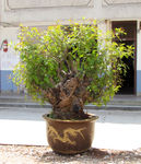 盆栽香树